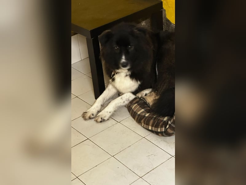 MANFRED & HOPE - ein unzertrennliches Duo sucht gemeinsam ein Zuhause!