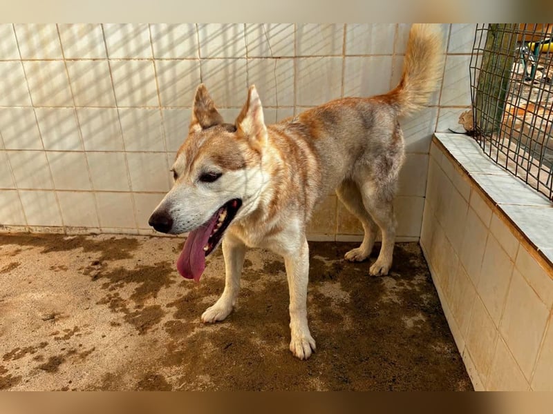 LAILA - eine bildschöne Husky-Dame