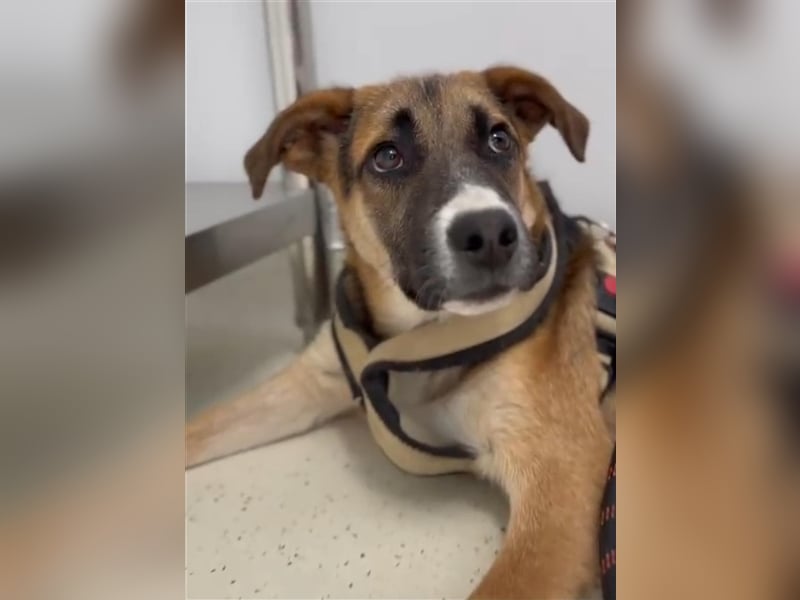 Harley, viel zu lange wurde er isoliert, wer gibt ihm eine Chance