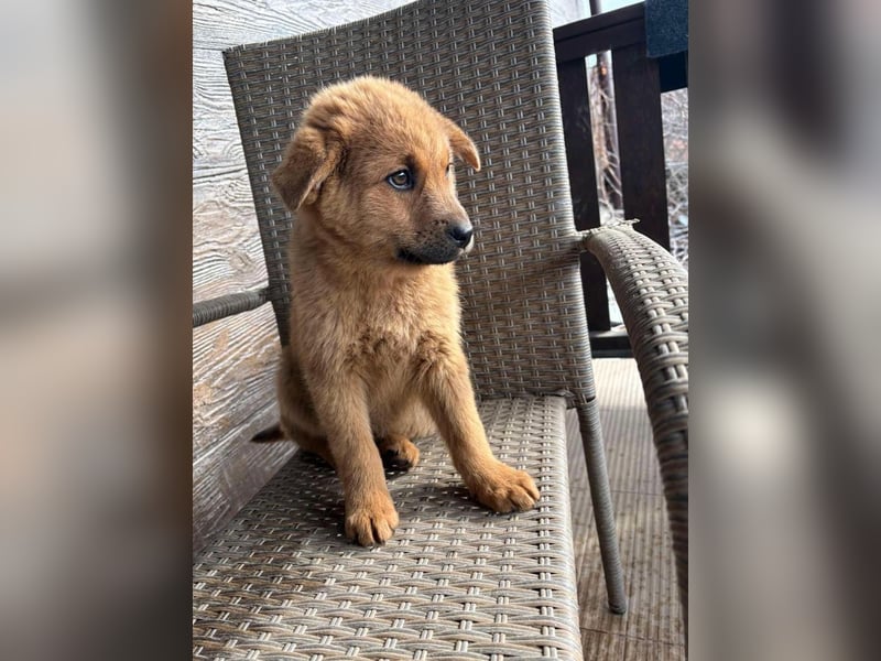 MONCHIE ist ein freundlicher, neugieriger Welpe