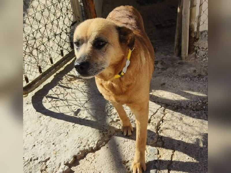 TELKA - die kleine Grauschnute!