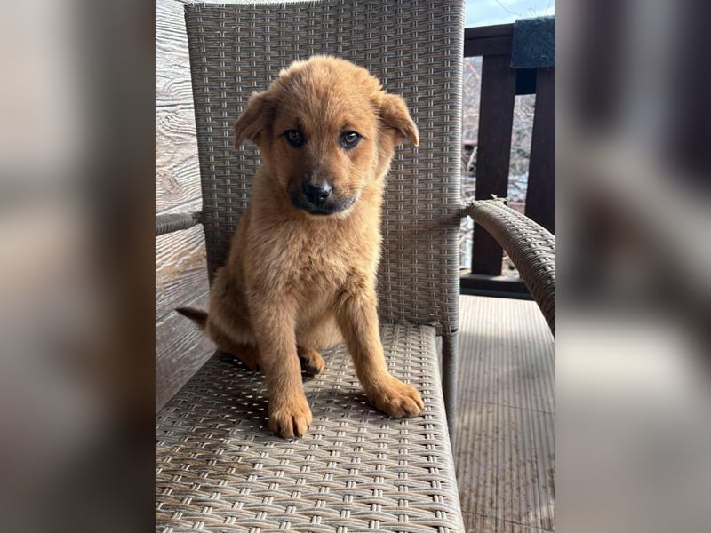 MONCHIE ist ein freundlicher, neugieriger Welpe