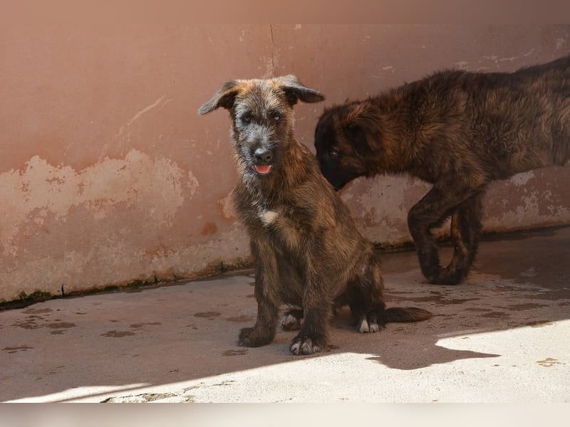 BONBON - ein Traum auf 4 Pfoten!