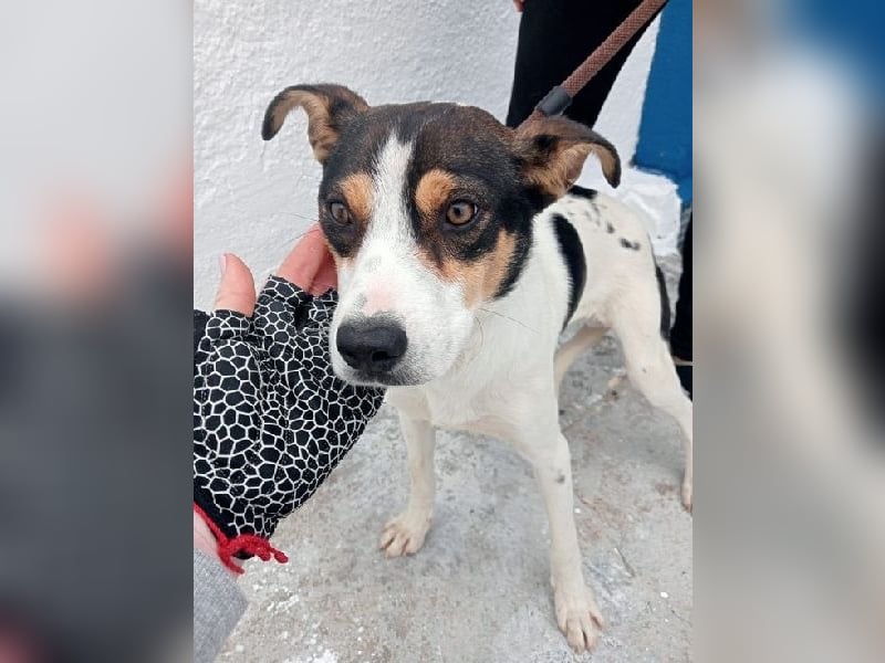 Aiko, schüchterner junger Rüde sucht Familienanschluss