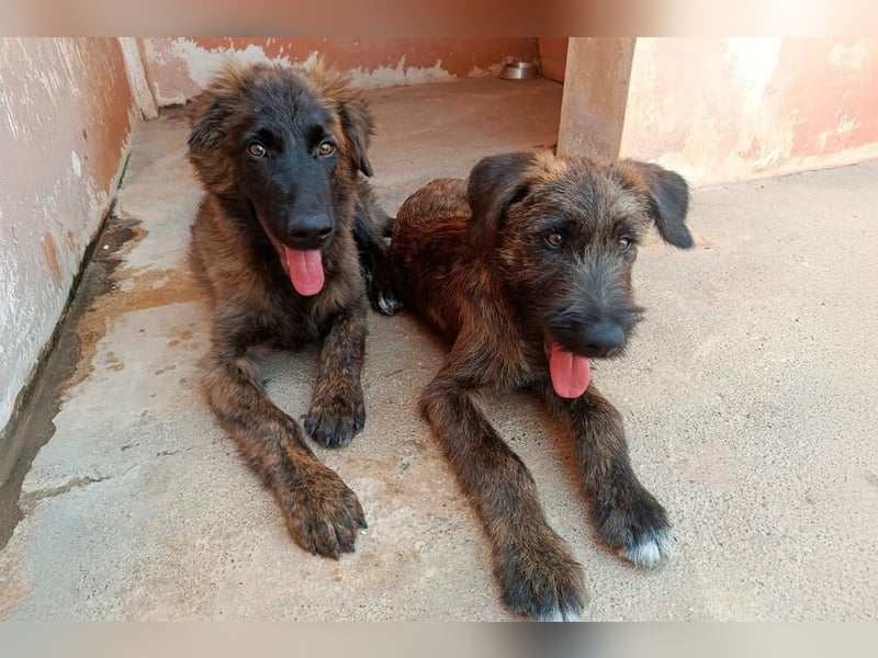 BONBON - ein Traum auf 4 Pfoten!