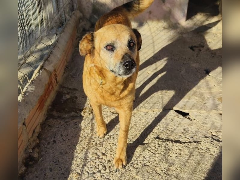 TELKA - die kleine Grauschnute!