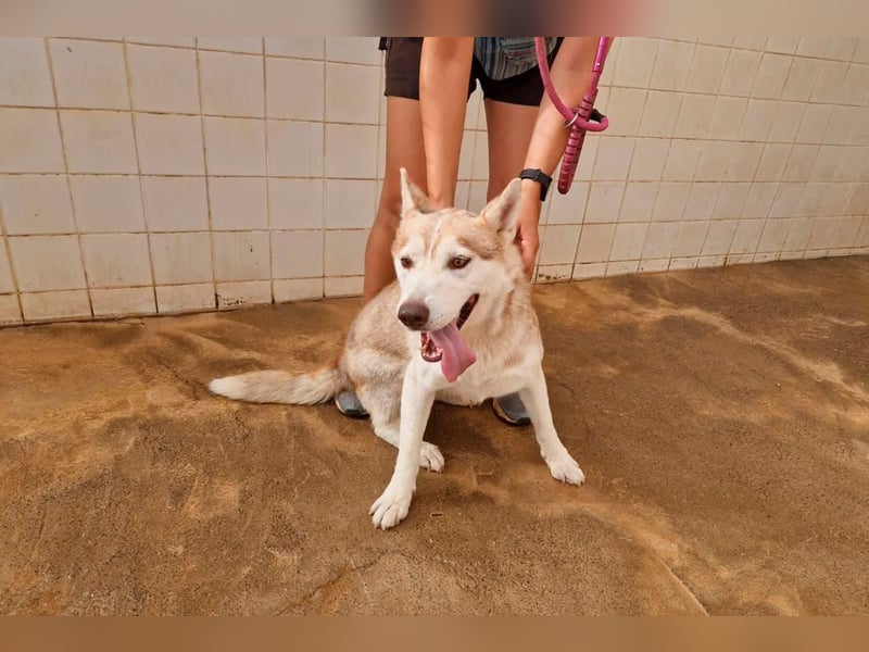 LAILA - eine bildschöne Husky-Dame
