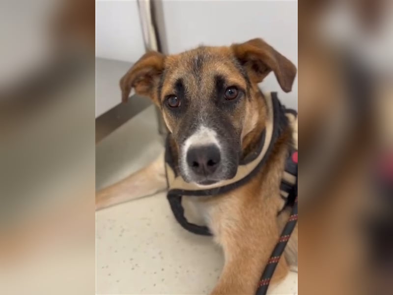 Harley, viel zu lange wurde er isoliert, wer gibt ihm eine Chance