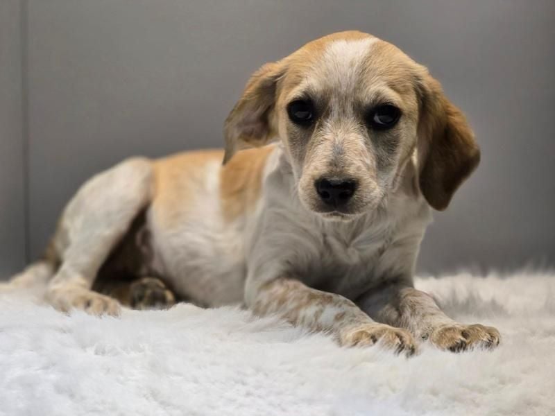 BELLA -  Kleines Herzchen auf der Suche nach Wärme