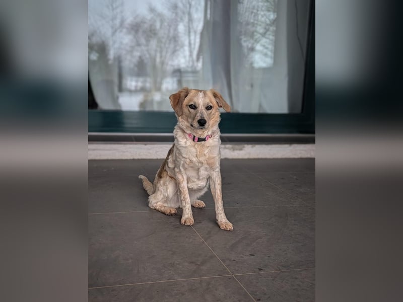 BELLA  die kleine Komikerin