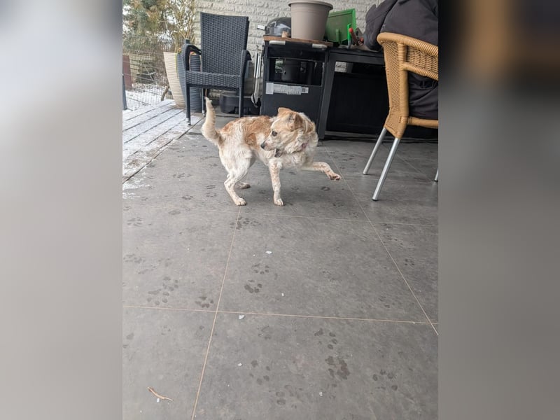 BELLA  die kleine Komikerin