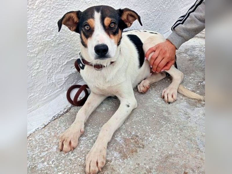 Aiko, schüchterner junger Rüde sucht Familienanschluss