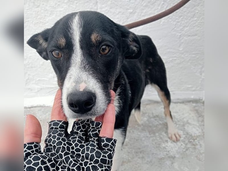 Sarabi, schüchterne junge Lady, sucht wie ihre Geschwister ein Zuhause