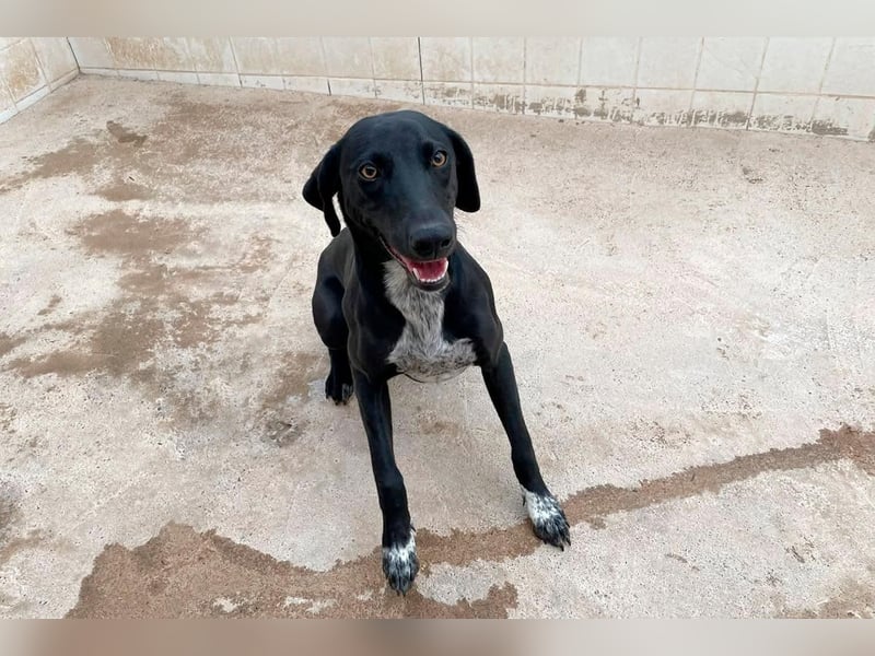 LUCY Sonnenschein auf vier Pfoten