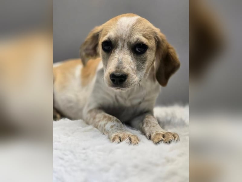 BELLA -  Kleines Herzchen auf der Suche nach Wärme