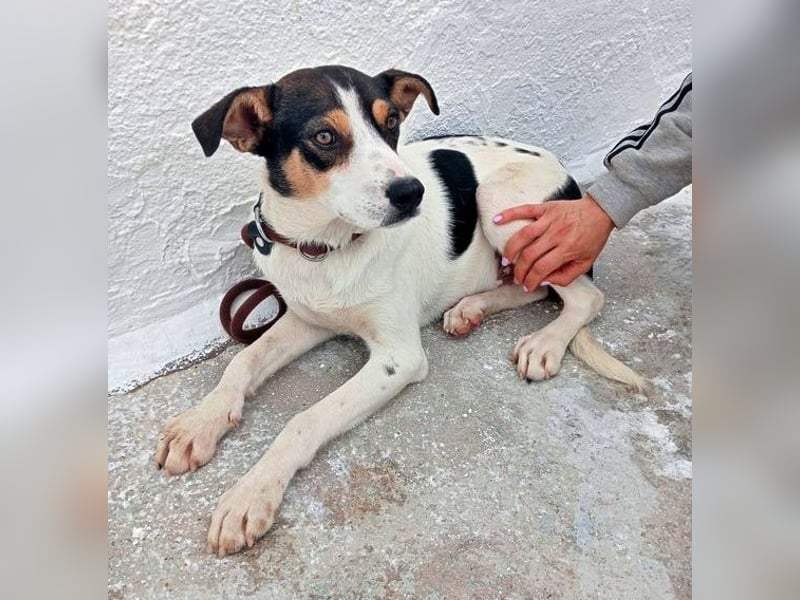 Aiko, schüchterner junger Rüde sucht Familienanschluss