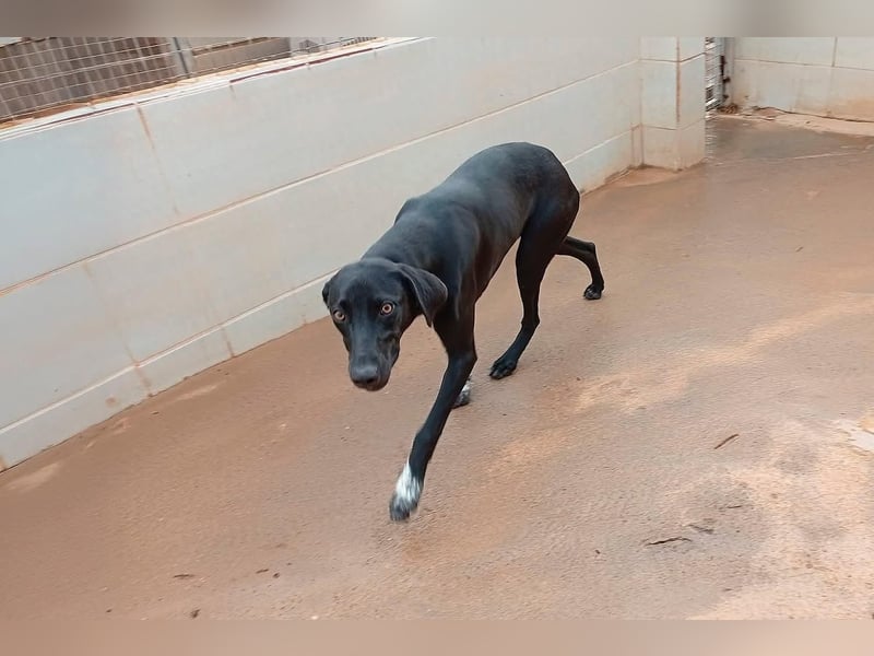 LUCY Sonnenschein auf vier Pfoten