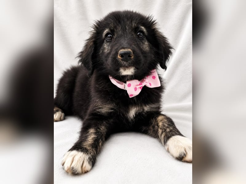 BIENE eine kleine Seele