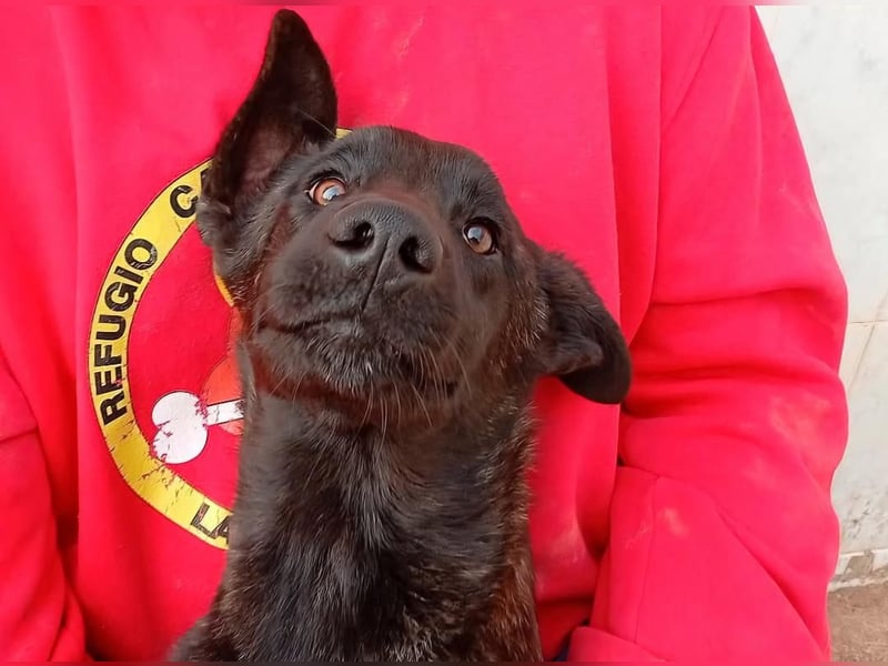 NICO ein aktiver und kluger Begleiter