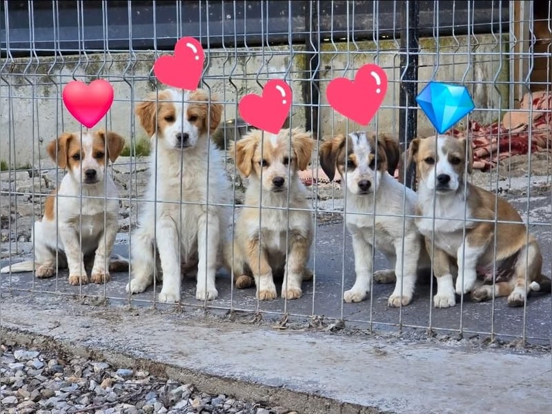 Belissi - auf der Suche nach einem Lebensfreund!