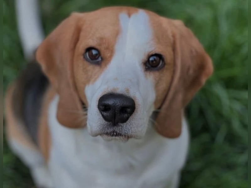 MANFRED & HOPE - ein unzertrennliches Duo sucht gemeinsam ein Zuhause!