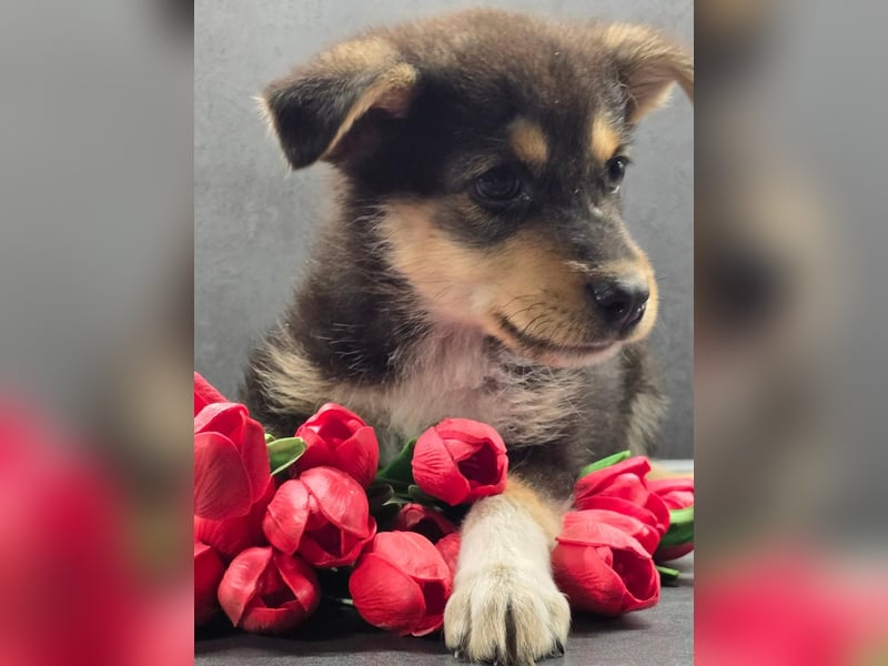 JENNY- ein tapferes Welpenmädchen sucht sein Glück!