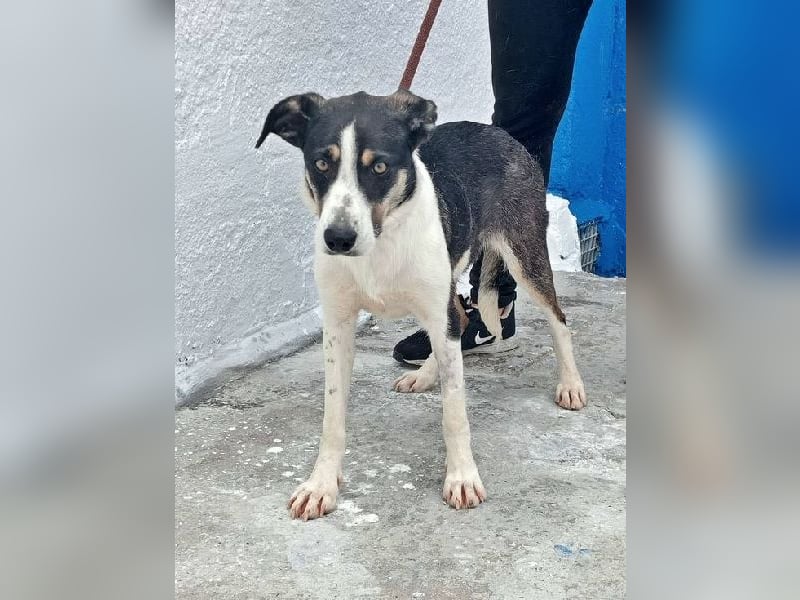 Naira, mit ihren Geschwistern Aiko und Sarabi sucht sie auch ein Körbchen