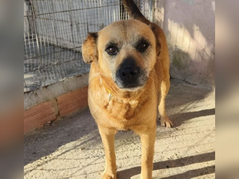 TELKA - die kleine Grauschnute!