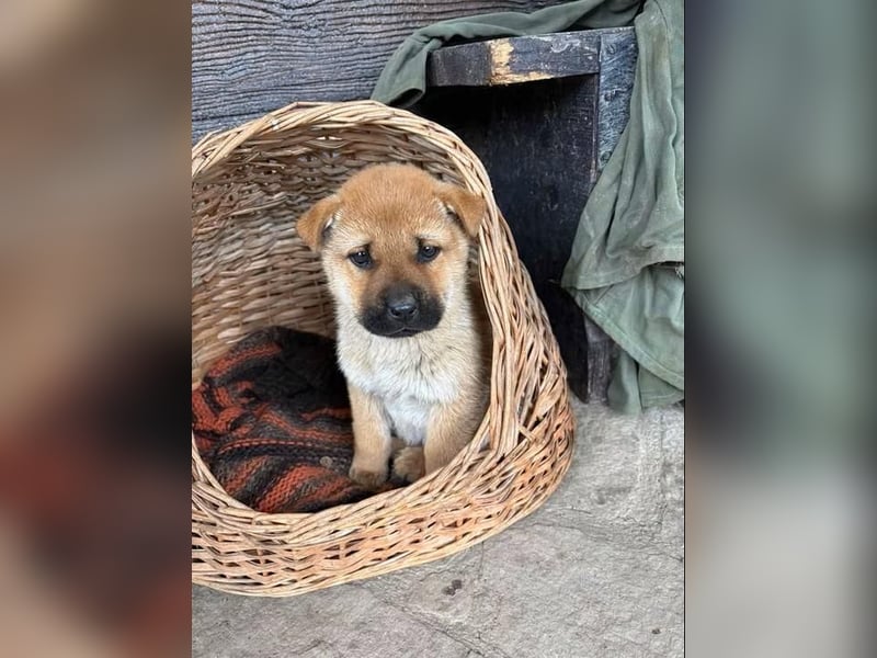 MONCHOU ist ein freundlicher, neugieriger Welpe