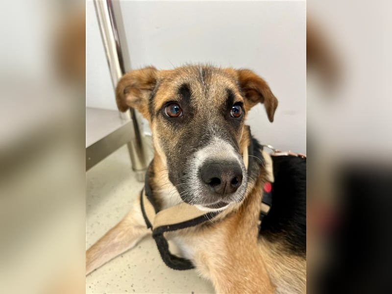 Harley, viel zu lange wurde er isoliert, wer gibt ihm eine Chance