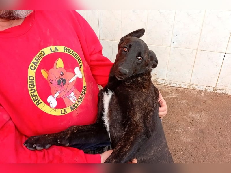 NICO ein aktiver und kluger Begleiter