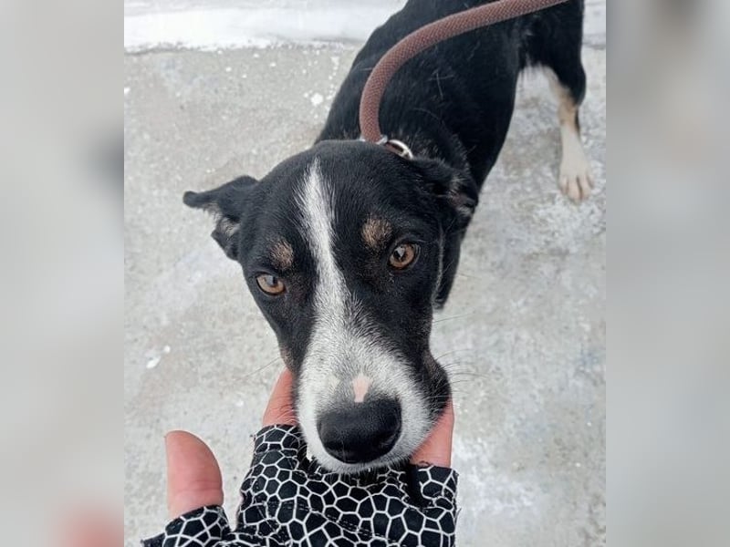 Sarabi, schüchterne junge Lady, sucht wie ihre Geschwister ein Zuhause