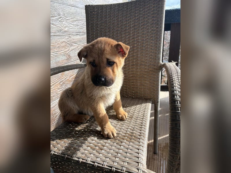 MONCHOU ist ein freundlicher, neugieriger Welpe