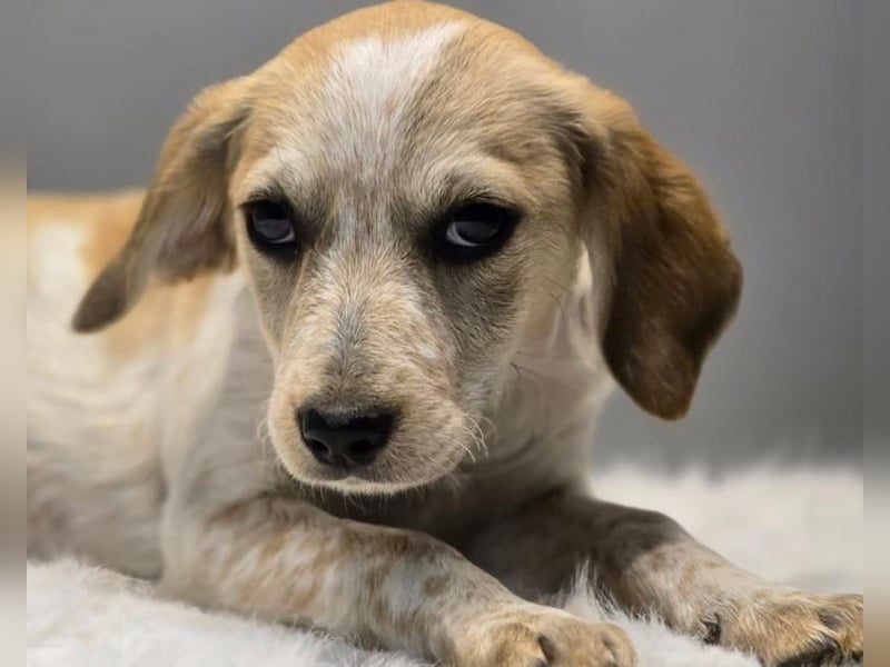 BELLA -  Kleines Herzchen auf der Suche nach Wärme