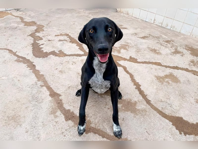 LUCY Sonnenschein auf vier Pfoten