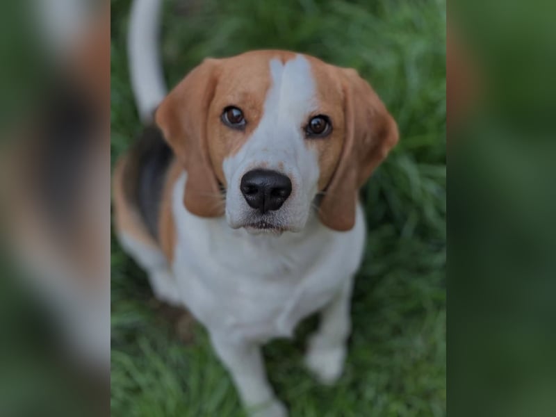 MANFRED & HOPE - ein unzertrennliches Duo sucht gemeinsam ein Zuhause!