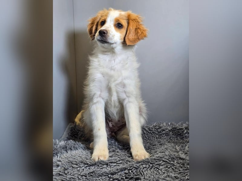 Belissi - auf der Suche nach einem Lebensfreund!