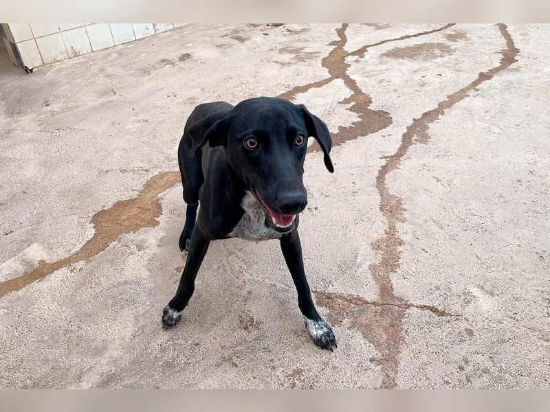 LUCY Sonnenschein auf vier Pfoten