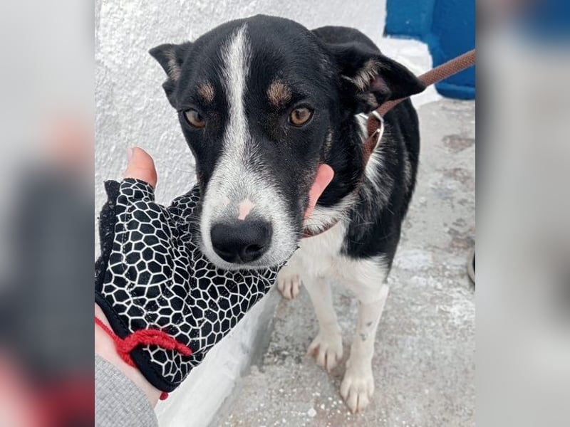 Sarabi, schüchterne junge Lady, sucht wie ihre Geschwister ein Zuhause