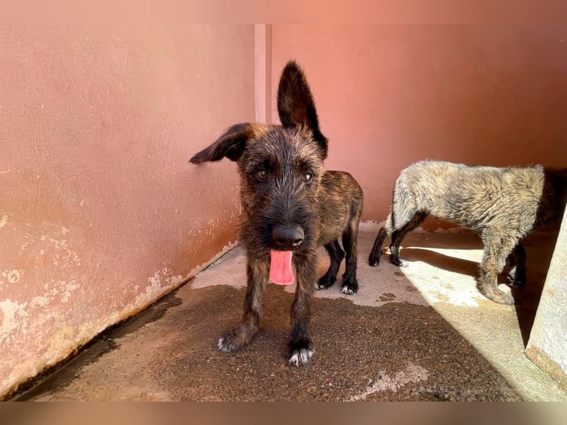 BONBON - ein Traum auf 4 Pfoten!