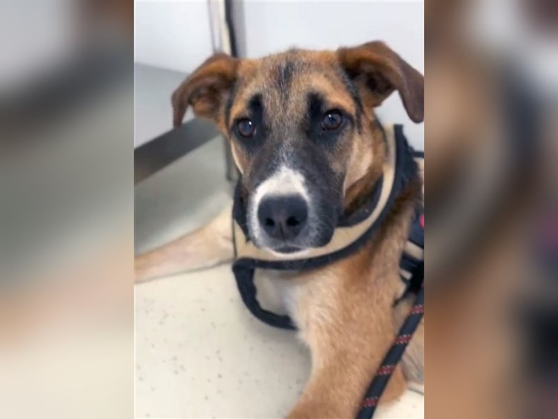 Harley, viel zu lange wurde er isoliert, wer gibt ihm eine Chance