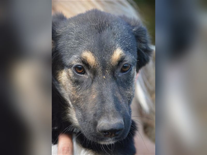 YANA - wünscht sich so sehr ein Zuhause!