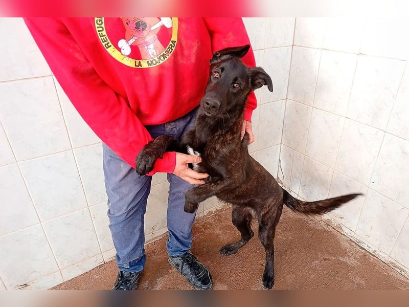 NICO ein aktiver und kluger Begleiter