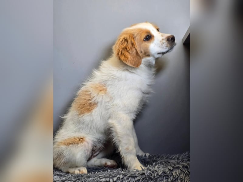 Belissi - auf der Suche nach einem Lebensfreund!