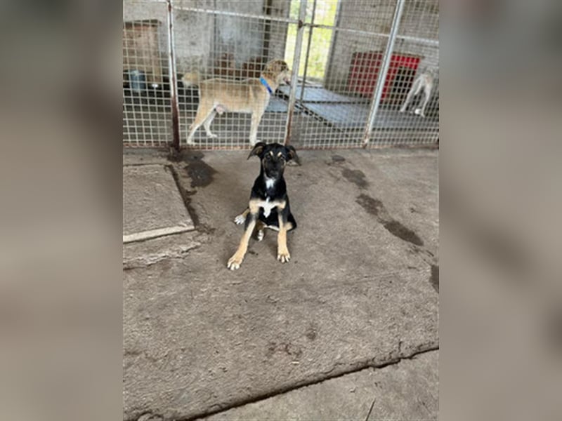 YANA - wünscht sich so sehr ein Zuhause!