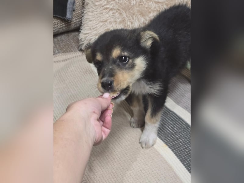 JENNY- ein tapferes Welpenmädchen sucht sein Glück!