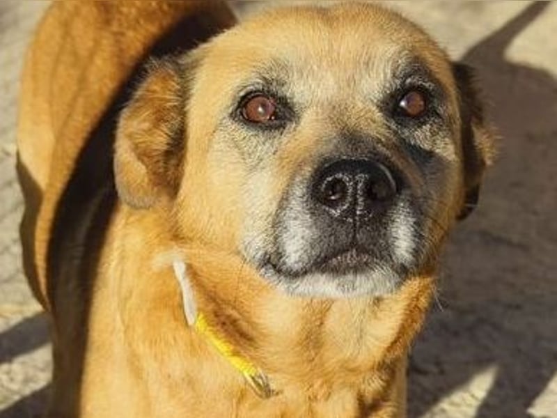 TELKA - die kleine Grauschnute!