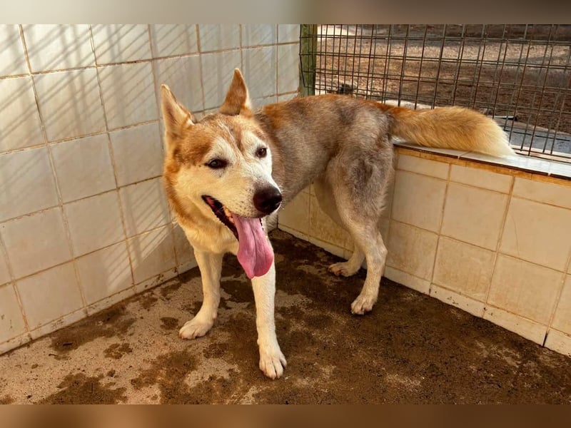 LAILA - eine bildschöne Husky-Dame