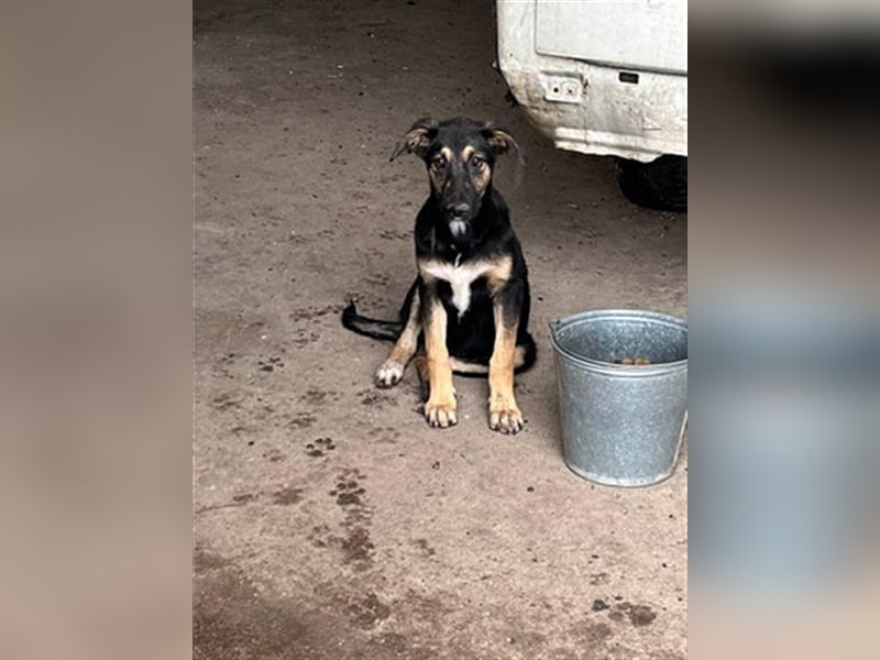 YANA - wünscht sich so sehr ein Zuhause!