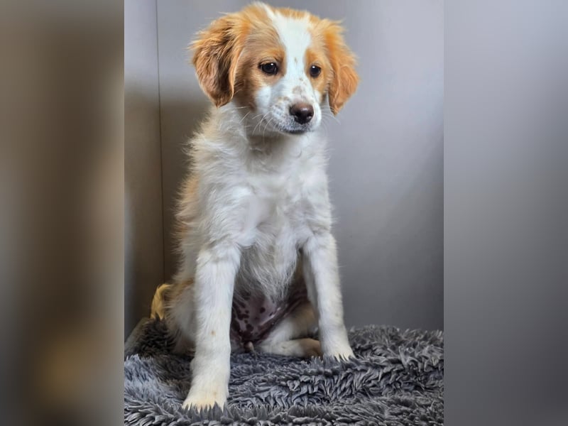 Belissi - auf der Suche nach einem Lebensfreund!